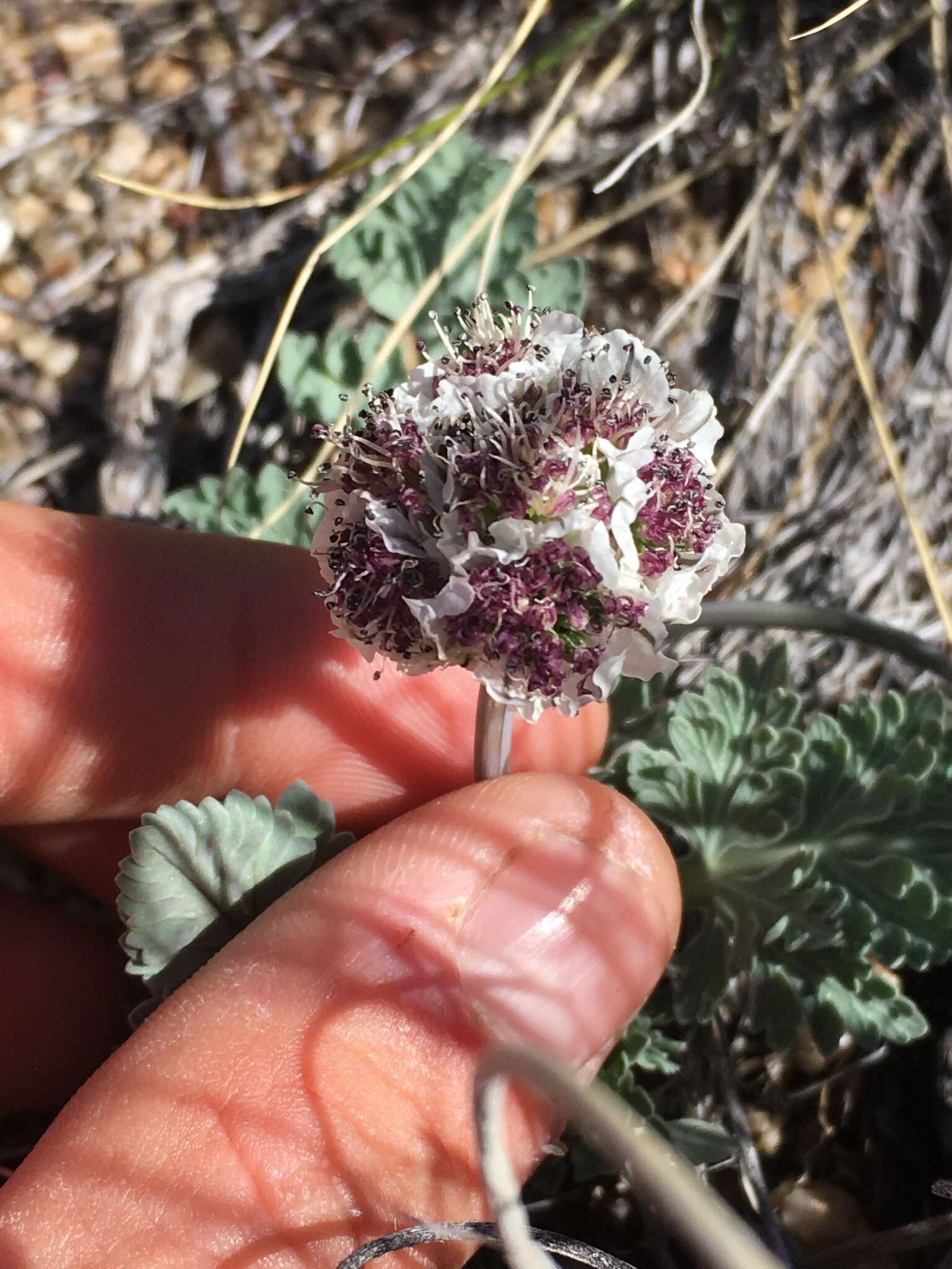 Слика од Vesper purpurascens (A. Gray) R. L. Hartm. & G. L. Nesom