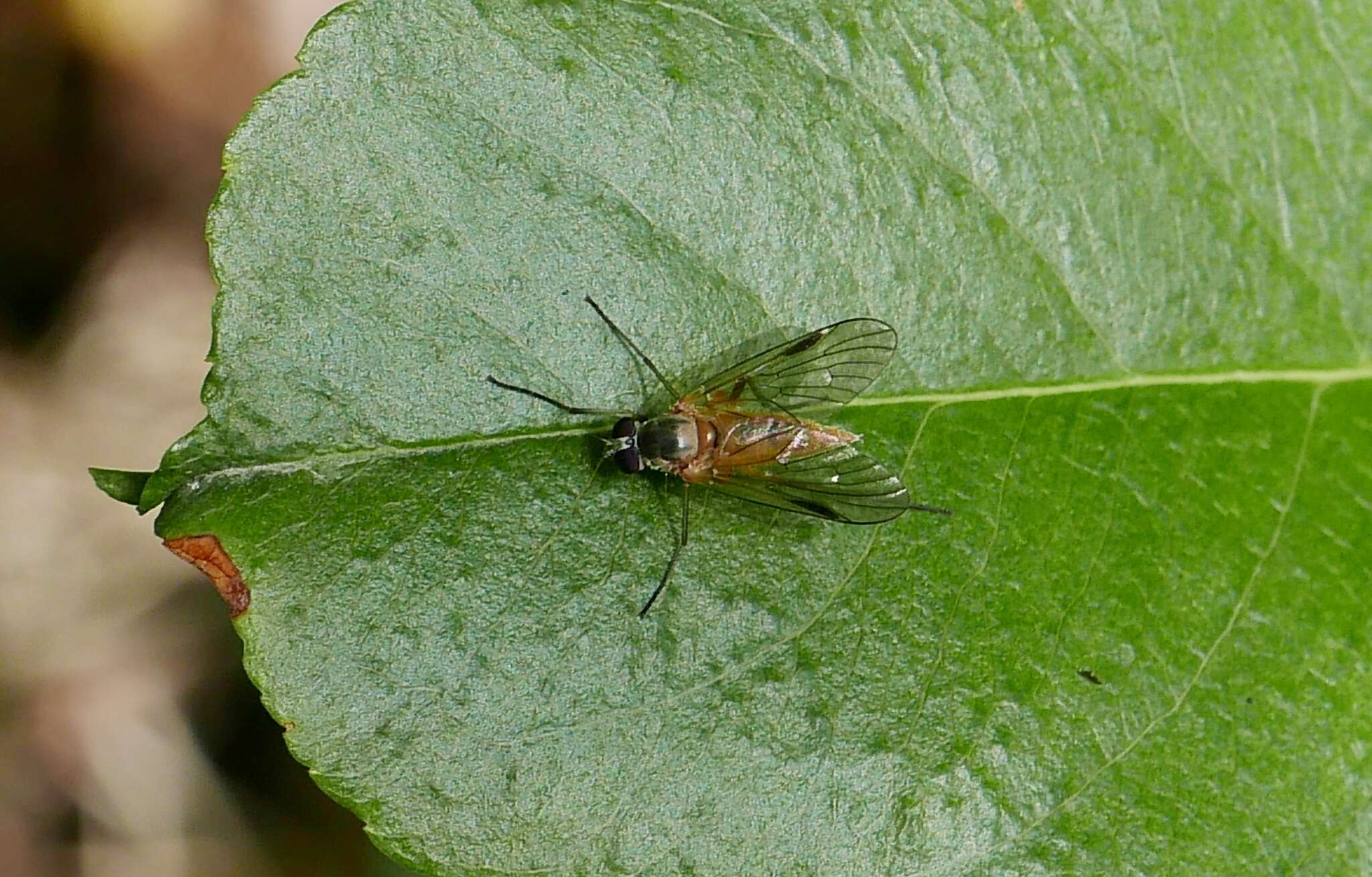 Image of Small Fleck-winged Snipe Fly