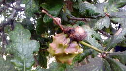 Image of Knopper gall wasp