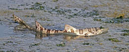 Image of Leopard Shark