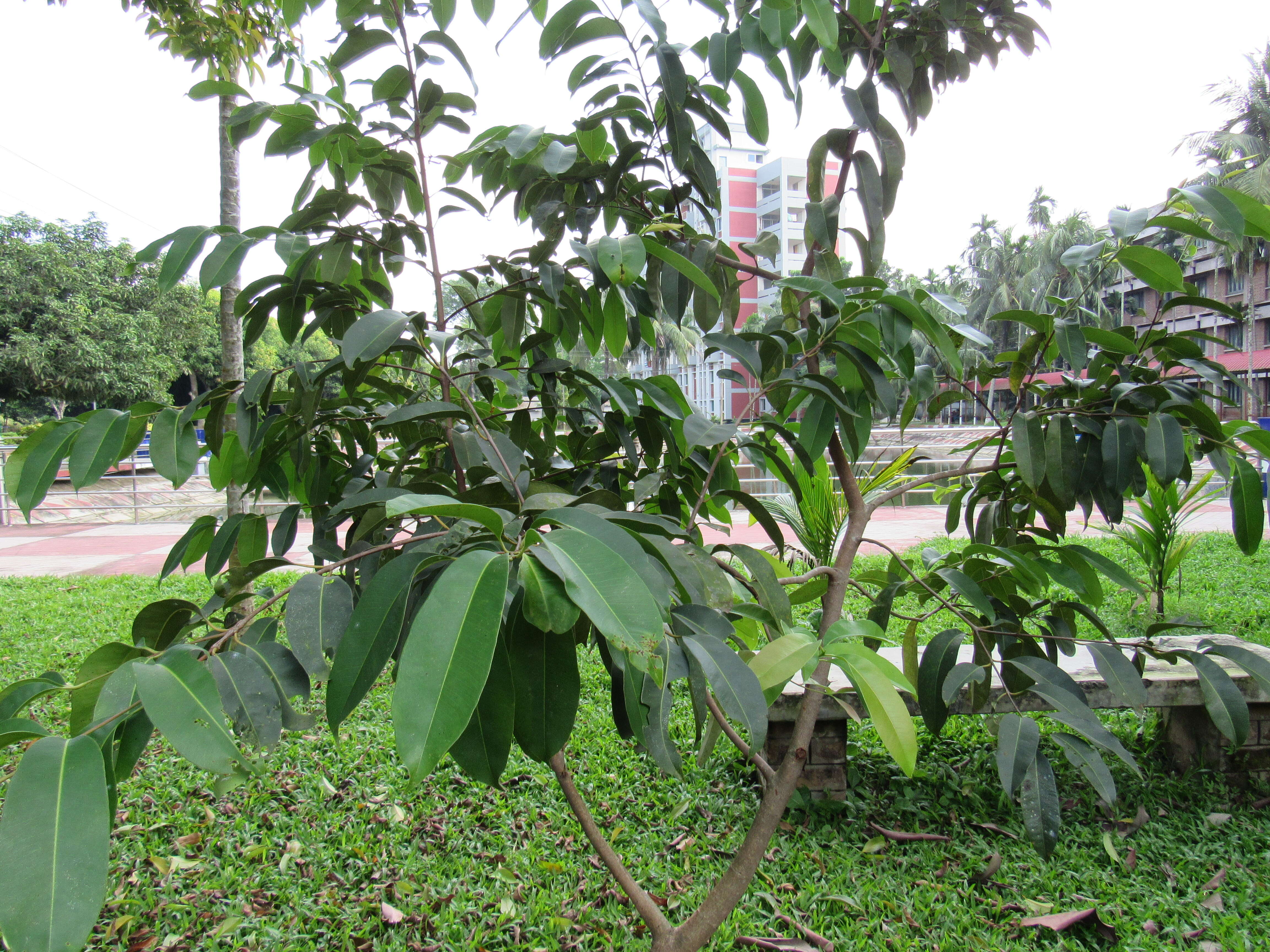 Image of Java plum