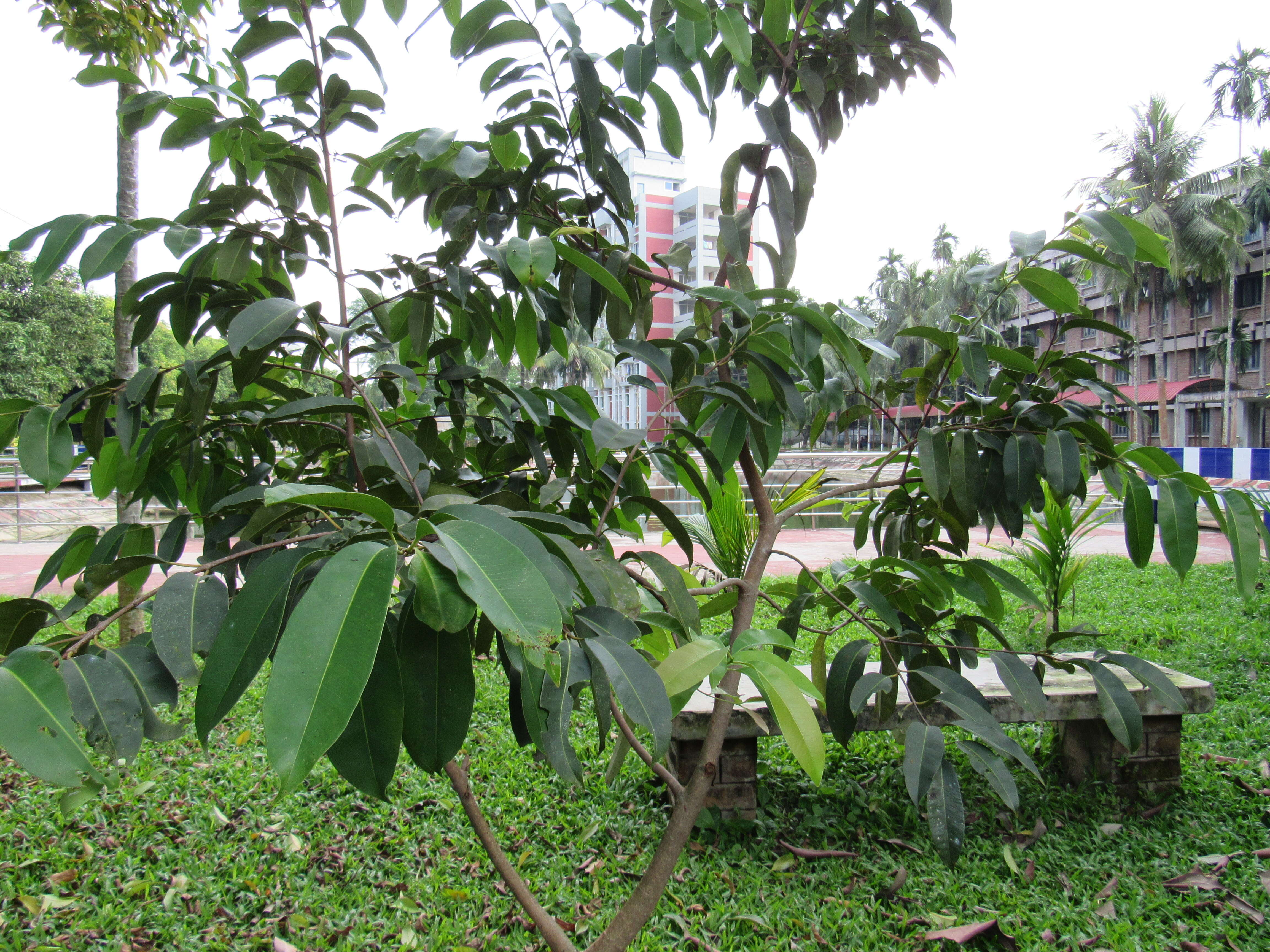 Image of Java plum