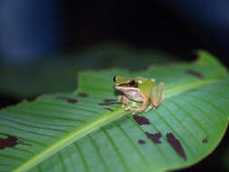 Image of Chalcorana eschatia (Inger, Stuart & Iskandar 2009)