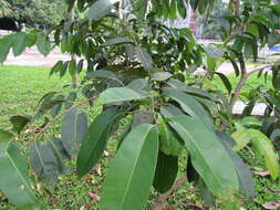 Image of Java plum