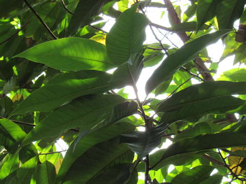 Imagem de Magnolia champaca (L.) Baill. ex Pierre