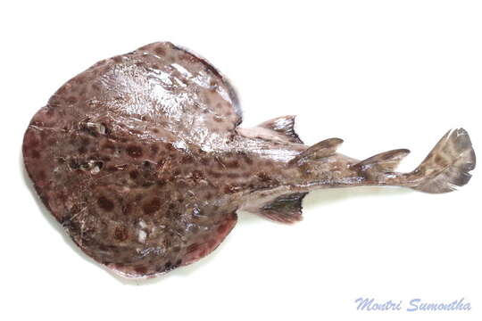 Image of Tonkin electric ray