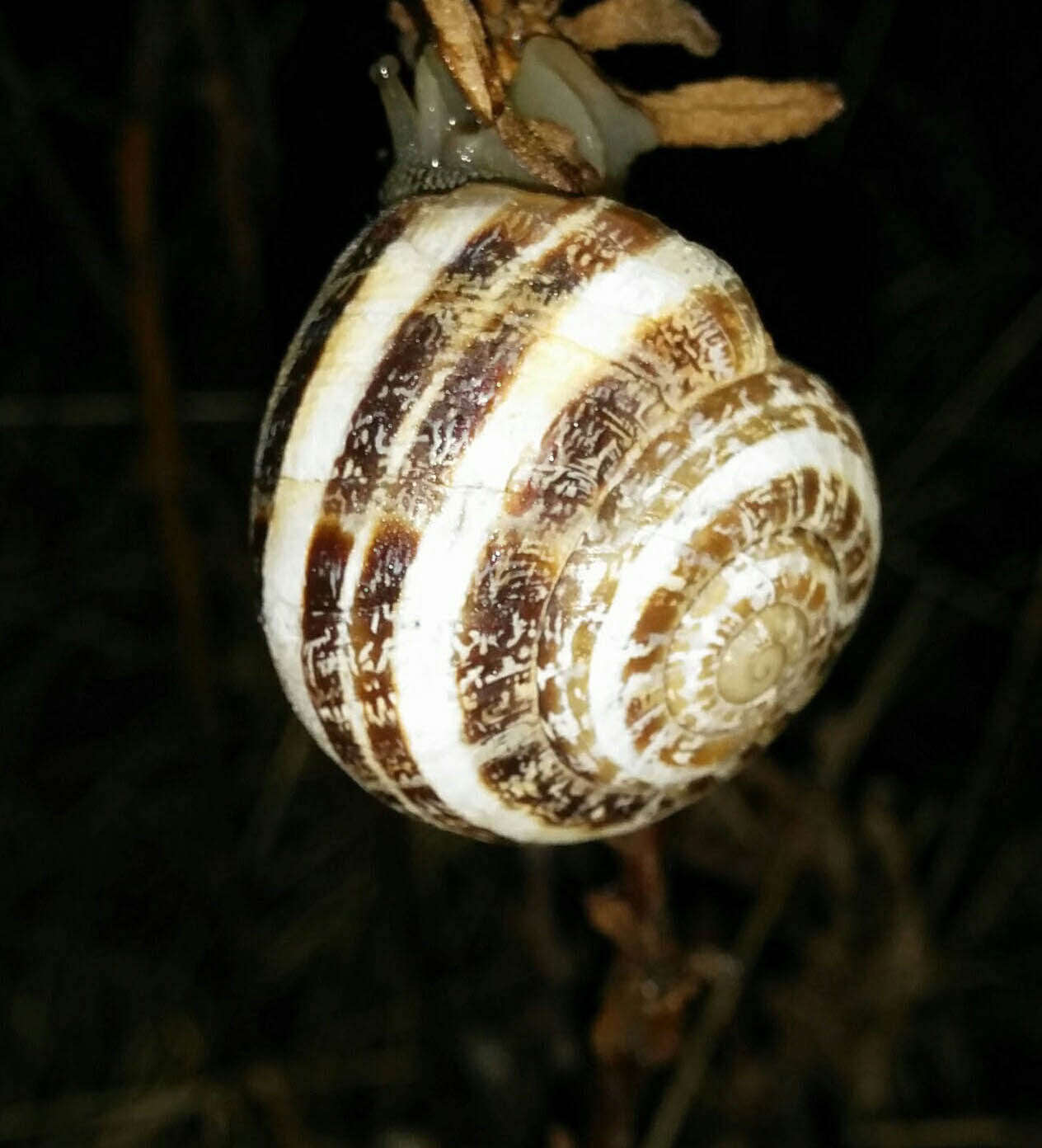 Image of Eobania vermiculata (O. F. Müller 1774)