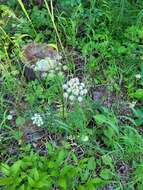 Image of Canby's angelica