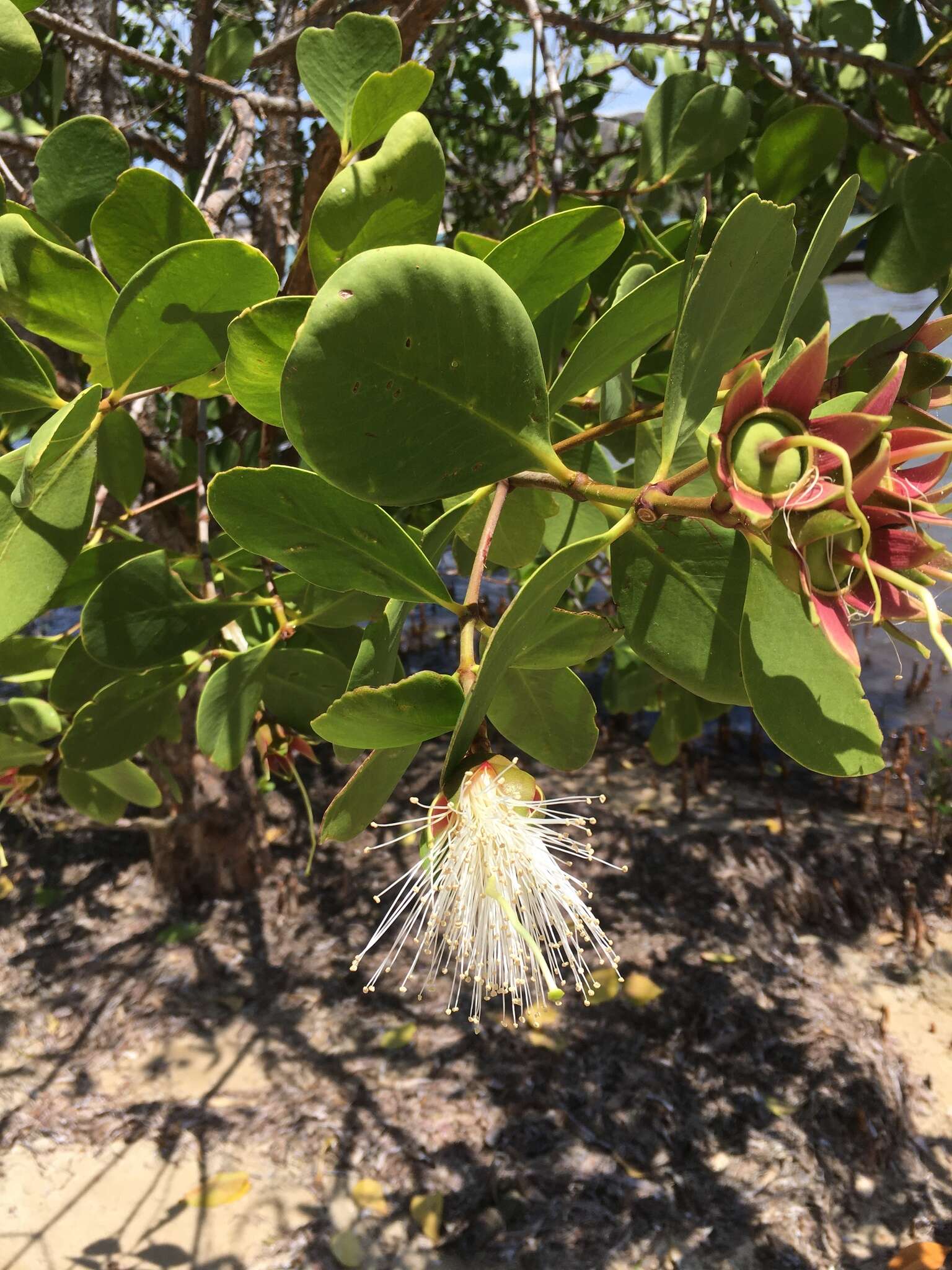 Image of Mangrove apple