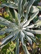 Image of Verbascum gnaphalodes Bieb.