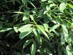 Image of Allspice