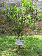 Image of Allspice