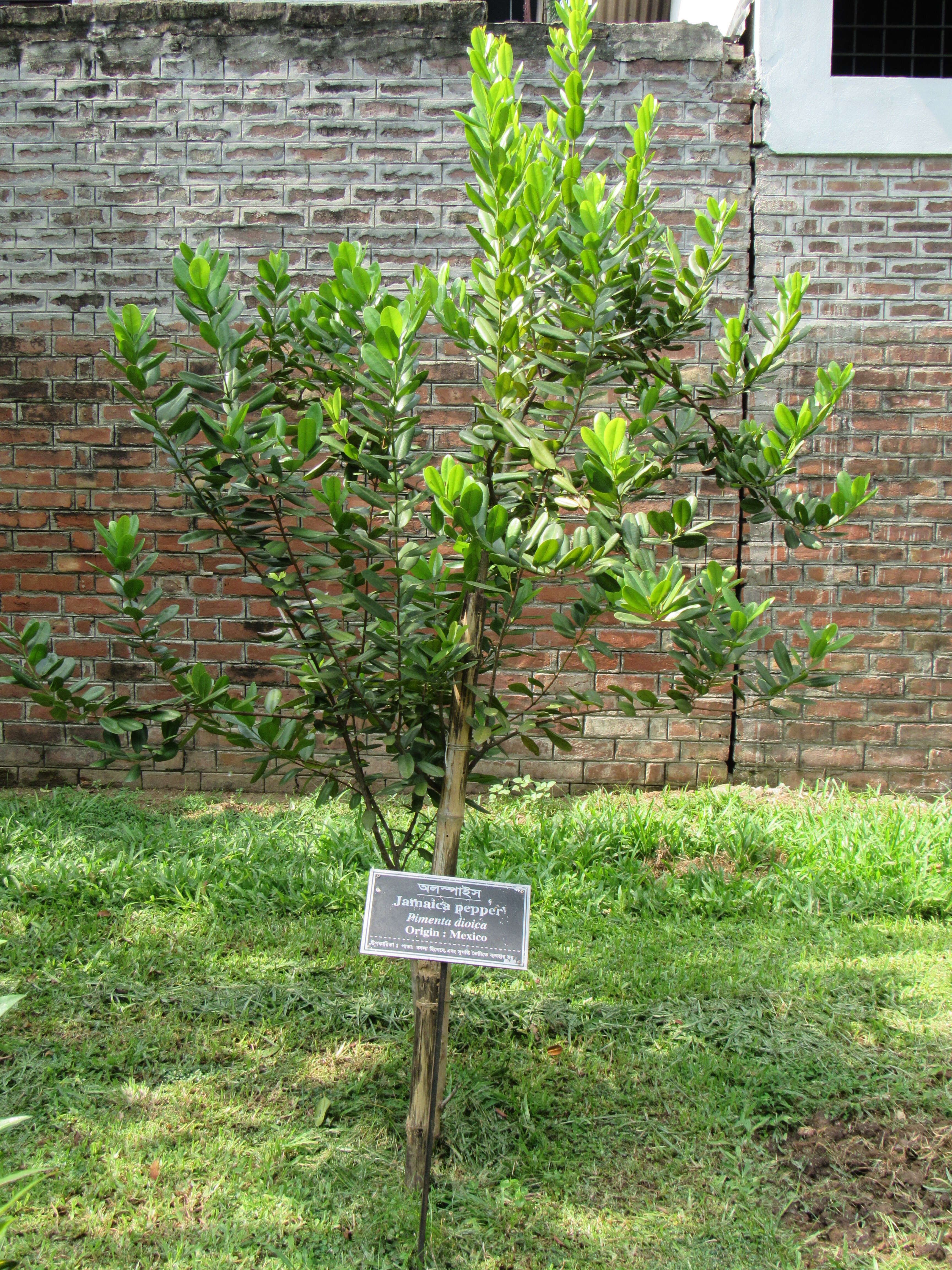 Image of Allspice