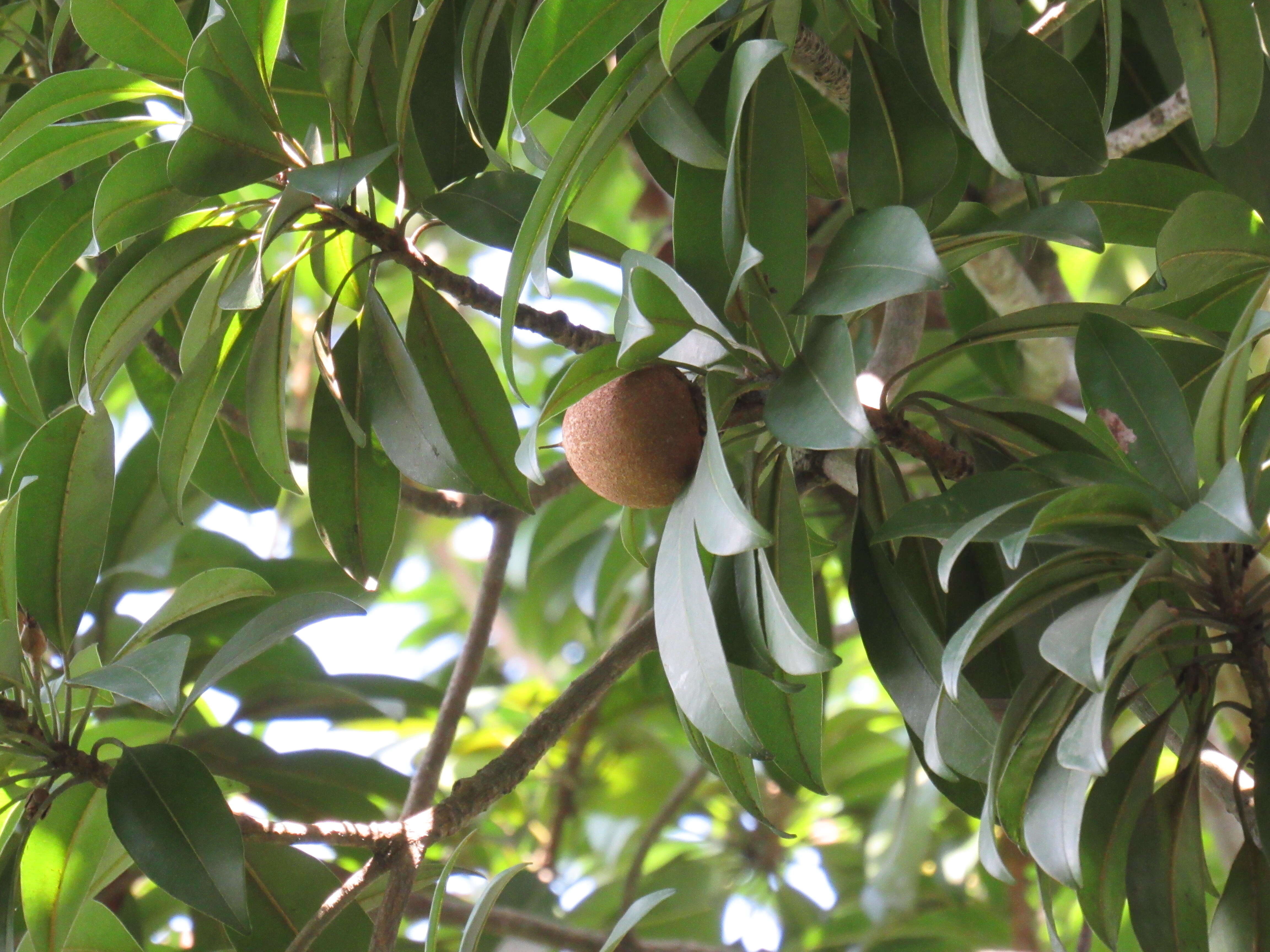 Image of mammee sapote