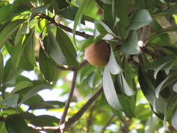 Image of mammee sapote