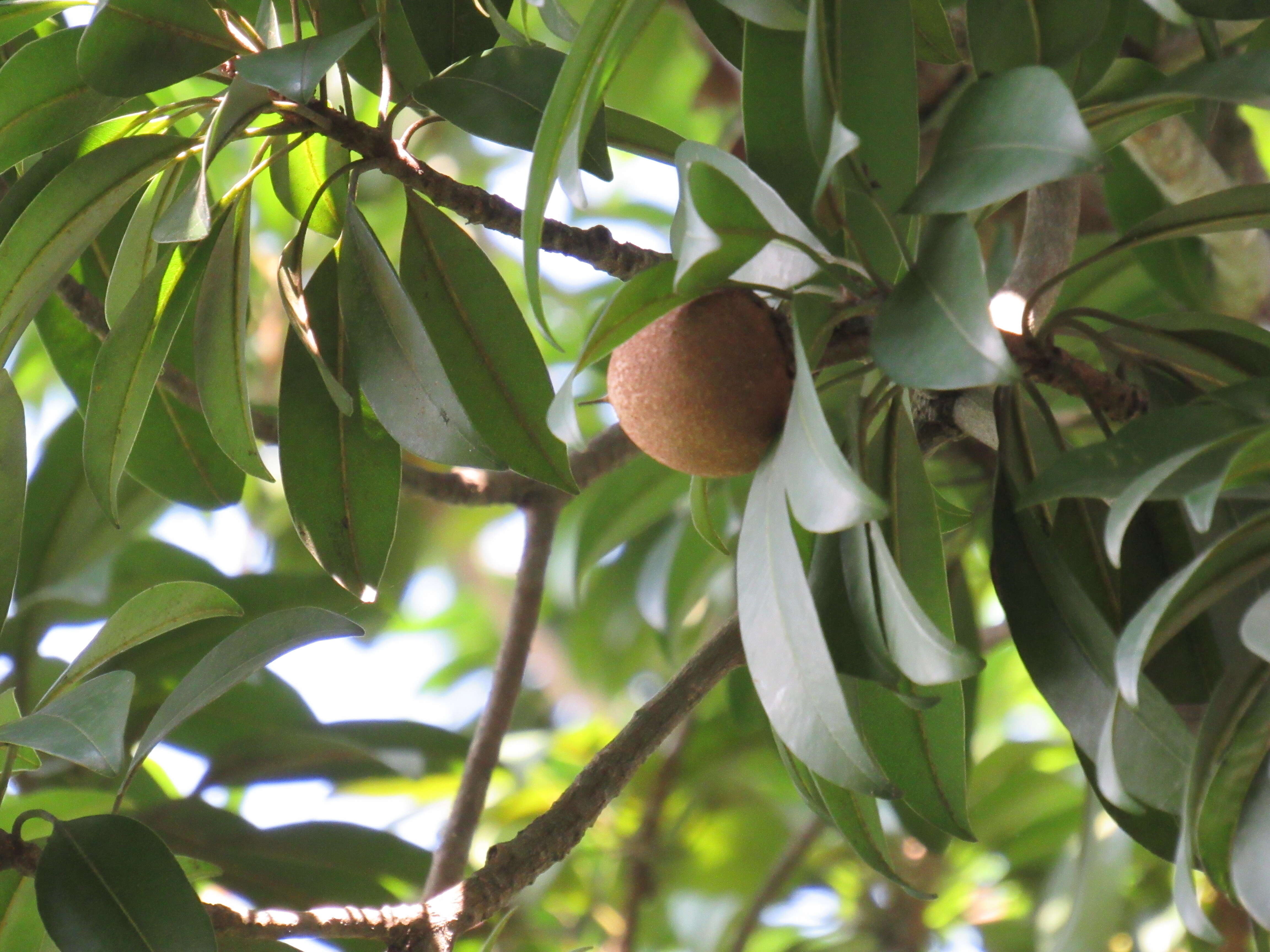 Image of mammee sapote