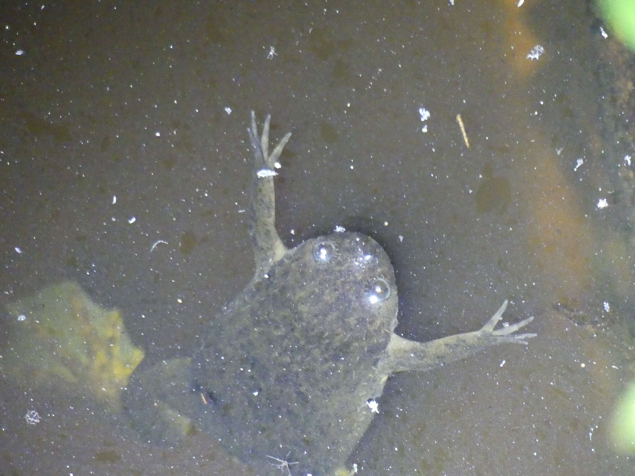 Image of Xenopus borealis Parker 1936