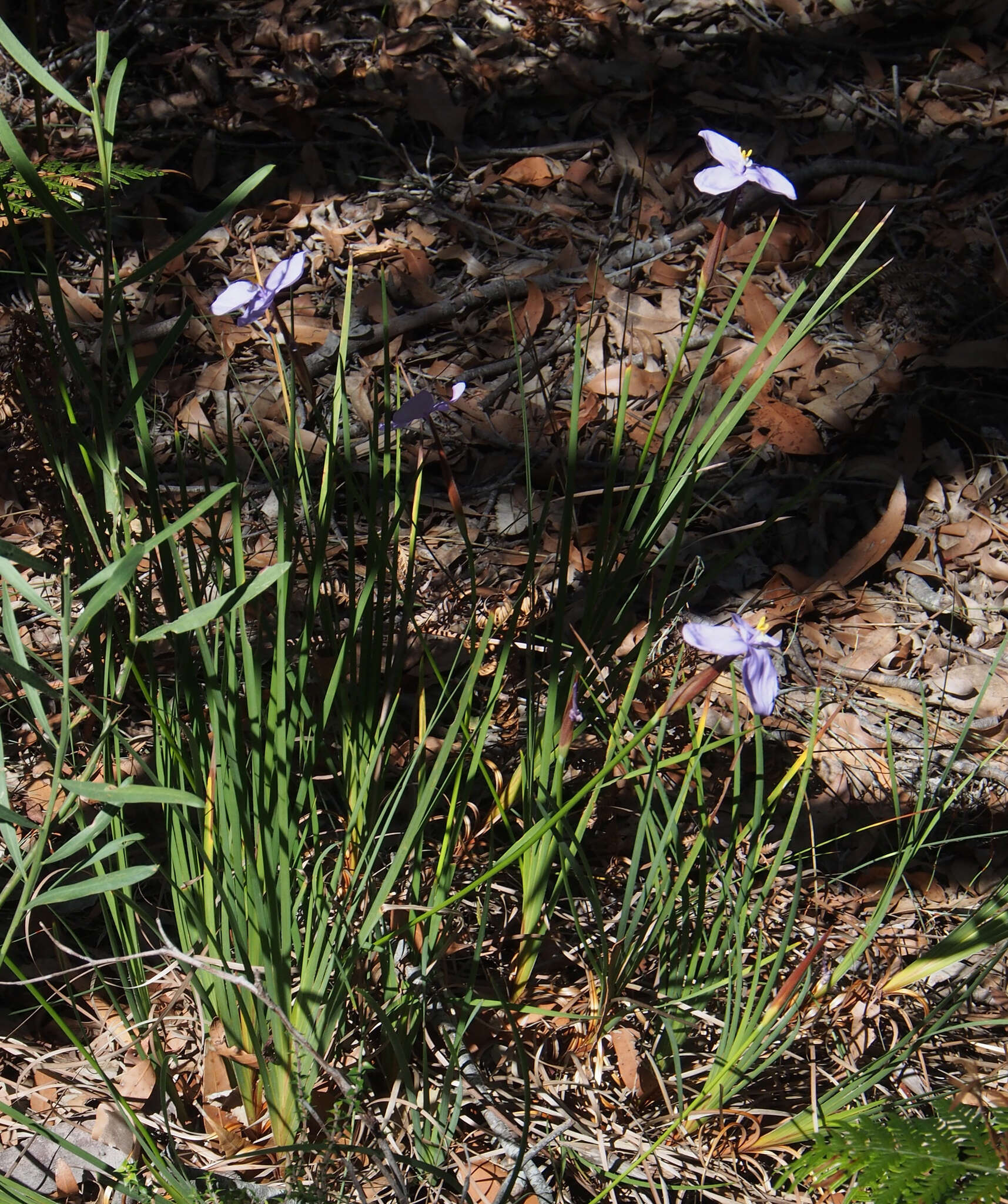 Image of Patersonia glabrata R. Br.