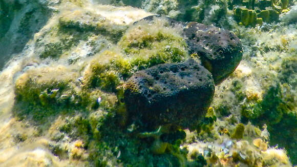 Image of black leather sponge