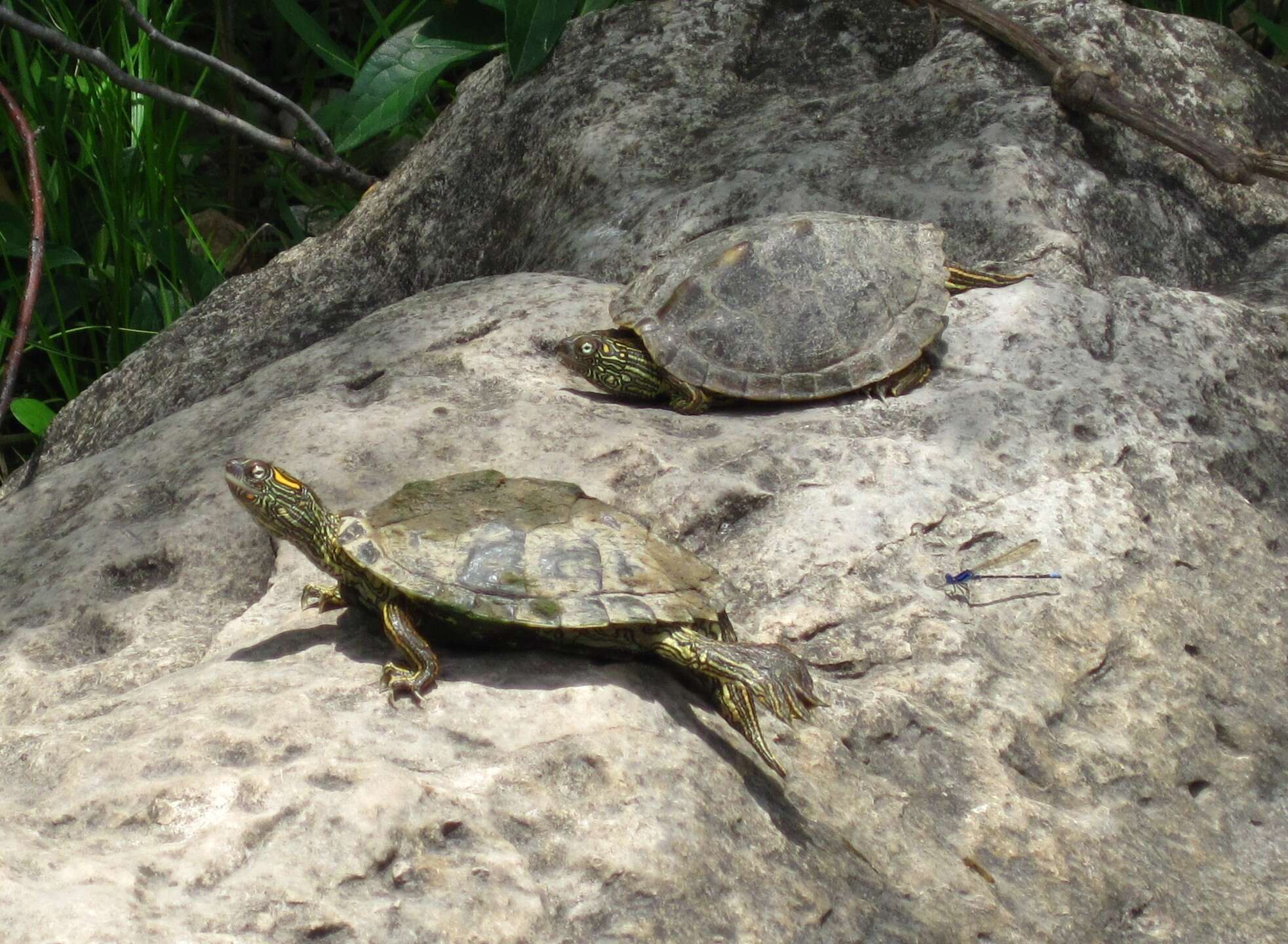 Image of Texas Map Turtle