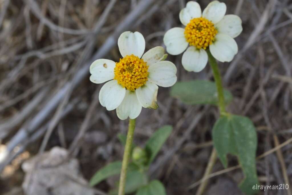 Imagem de Zinnia angustifolia var. littoralis (B. L. Rob. & Greenm.) B. L. Turner