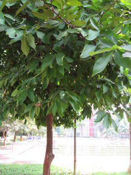 Image of Java rose apple