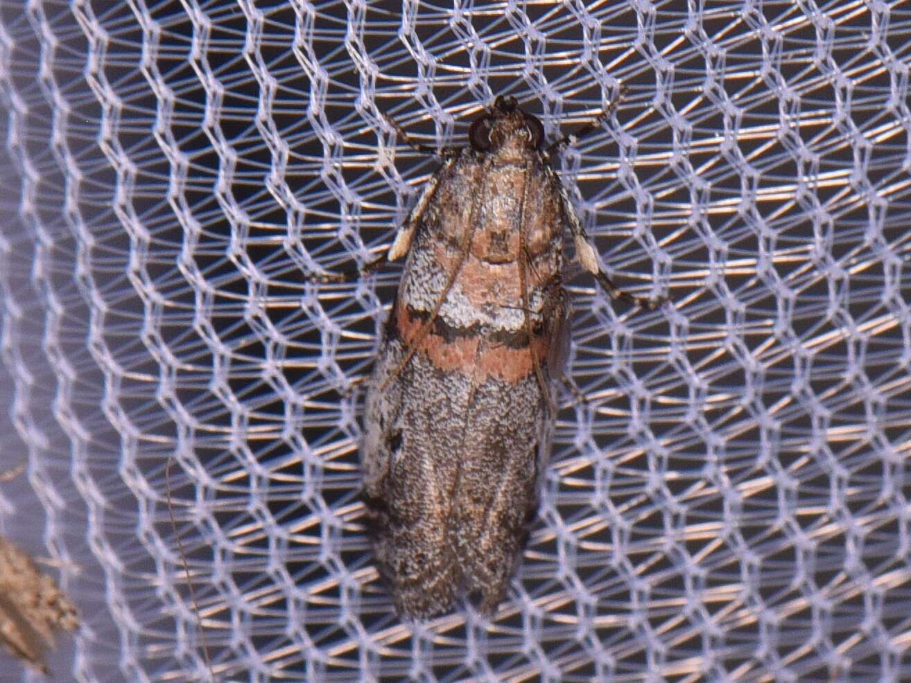 Image of Acrobasis comptella Ragonot 1887