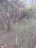 Image of Rock tree-nettle