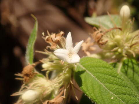 Image de Sabicea acuminata Baker