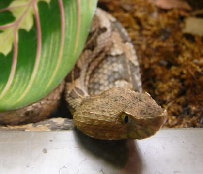 Image of Dunn's Hognose Viper