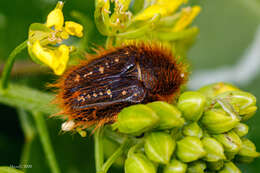 Image of Tropinota vittula Reiche & Saulcy 1856