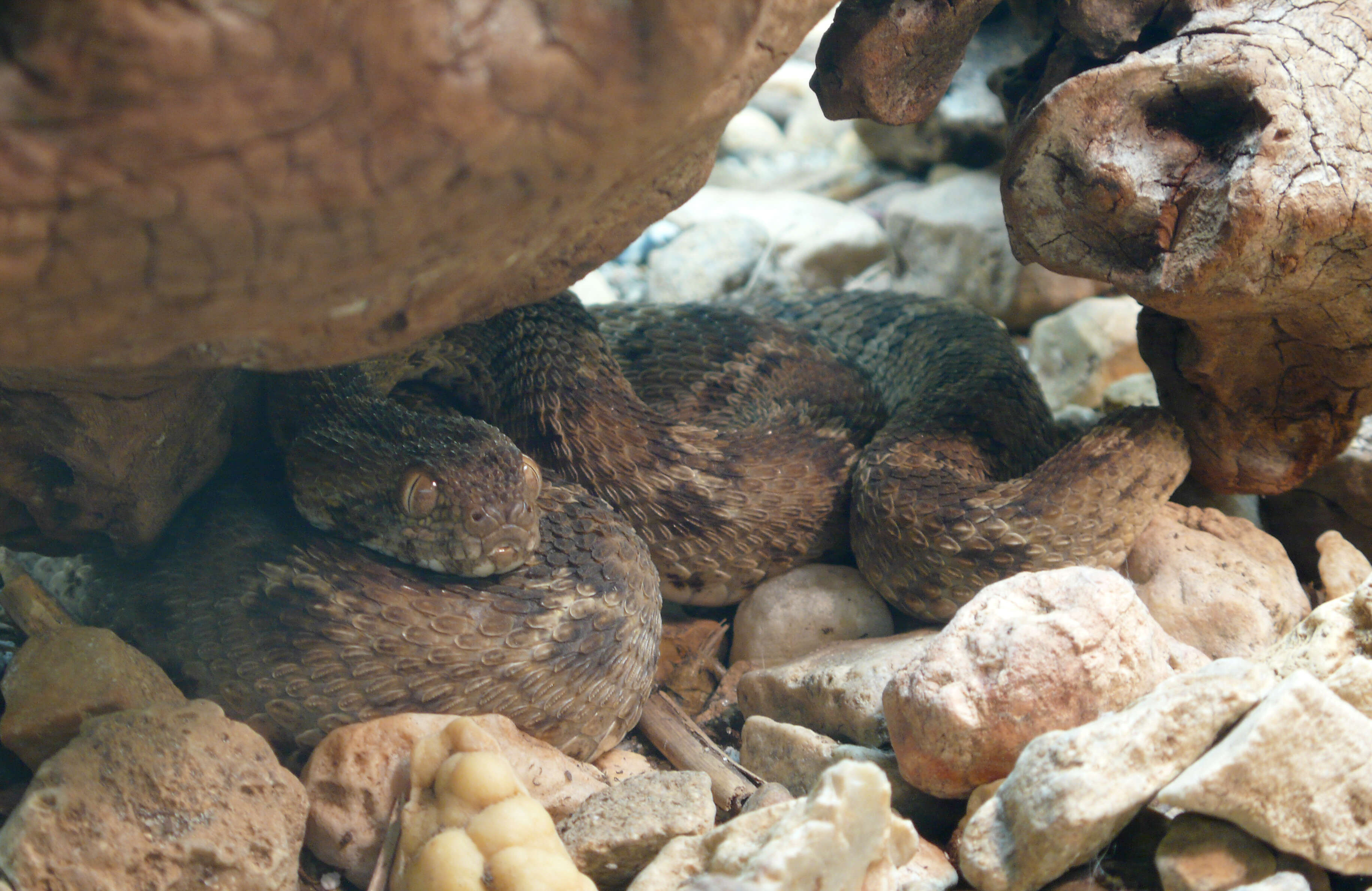 Image of Egyptian Saw-scaled Viper