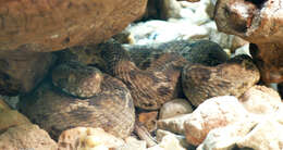 Image of Egyptian Saw-scaled Viper