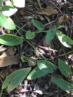 Image de Aristolochia quercetorum Standley