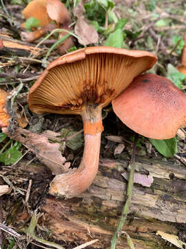 Image of Gymnopilus suberis (Maire) Singer 1951