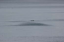 Image of Indian Humpback Dolphin