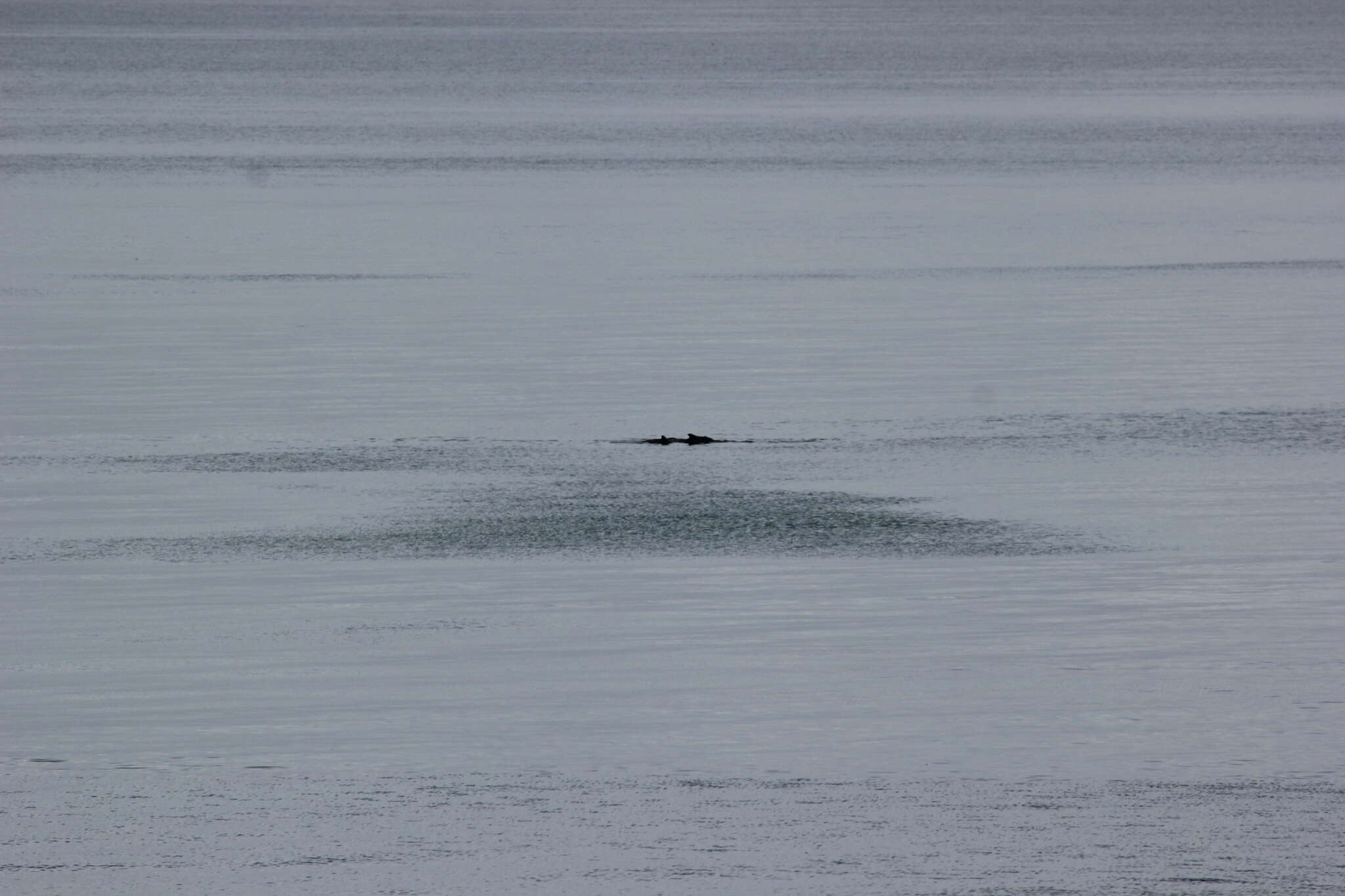 Image of Indian Humpback Dolphin