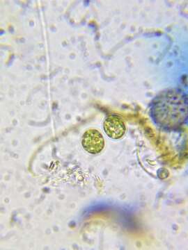 Image of Chlorobotrys regularis