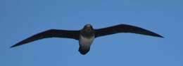 Image of Atlantic Petrel