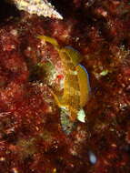 Image of Black-faced Blenny