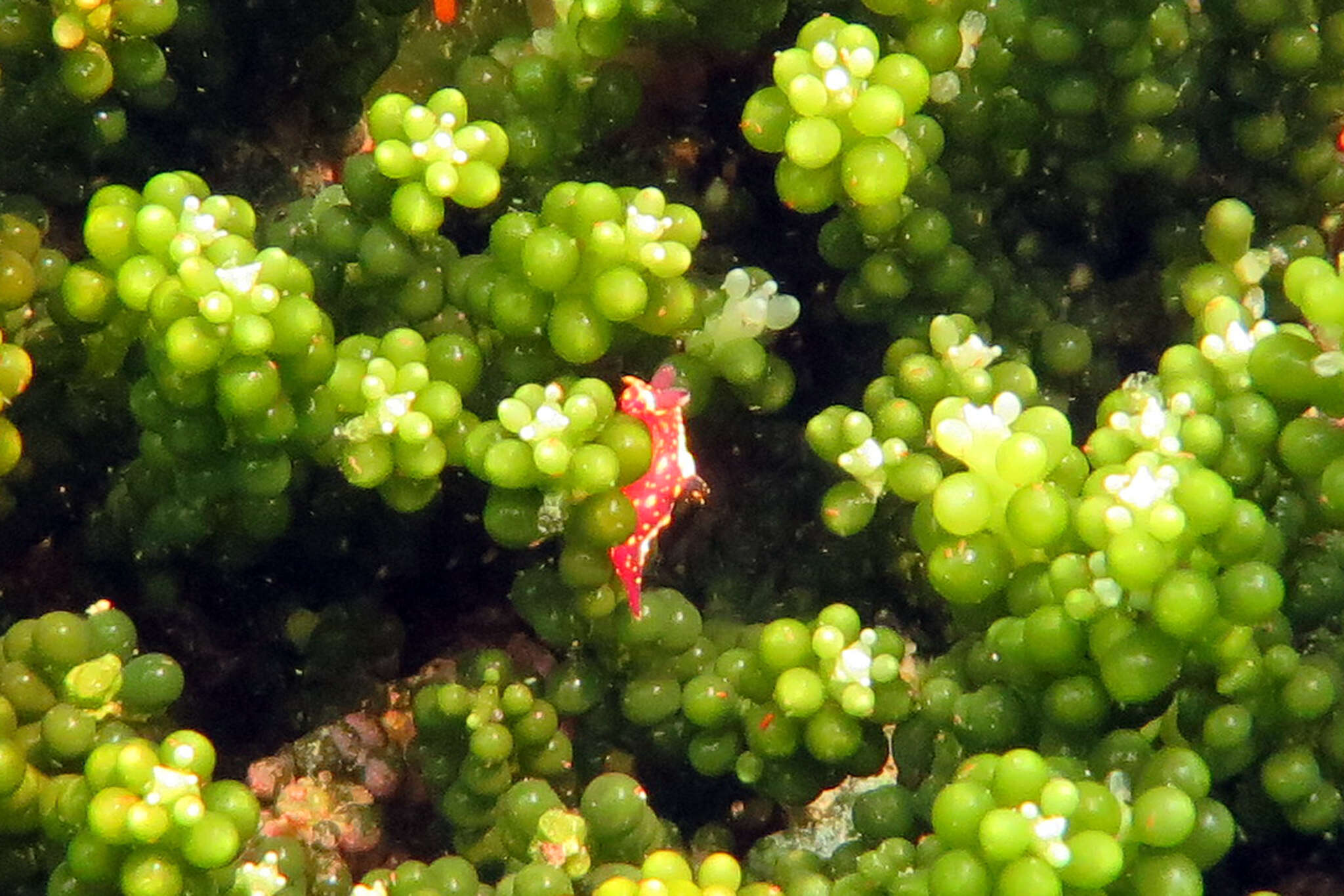 Image of Polycera maddoxi M. C. Miller 2005