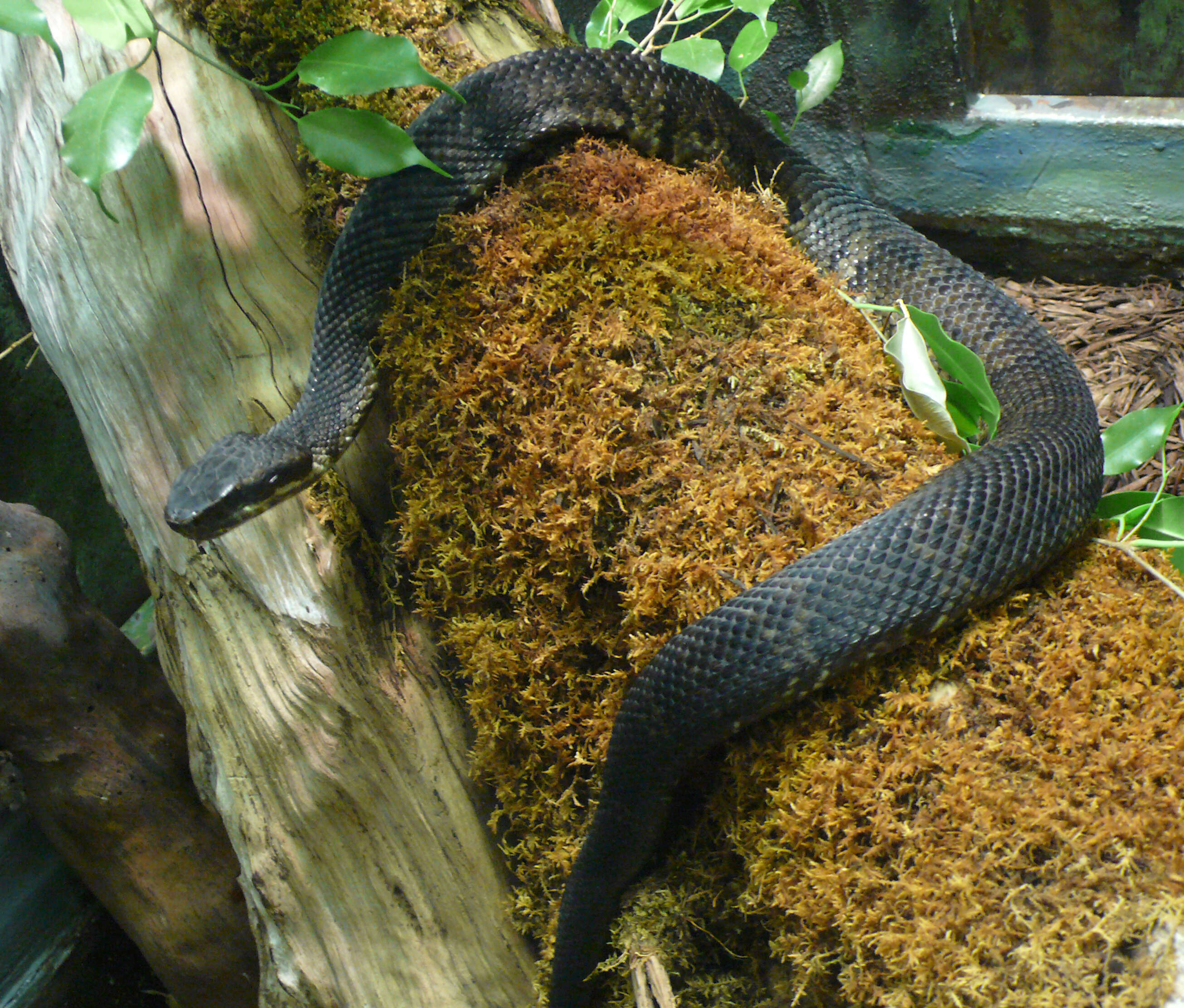 Image of Cottonmouth