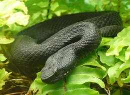 Image of Caucasian (Caucasus) Viper