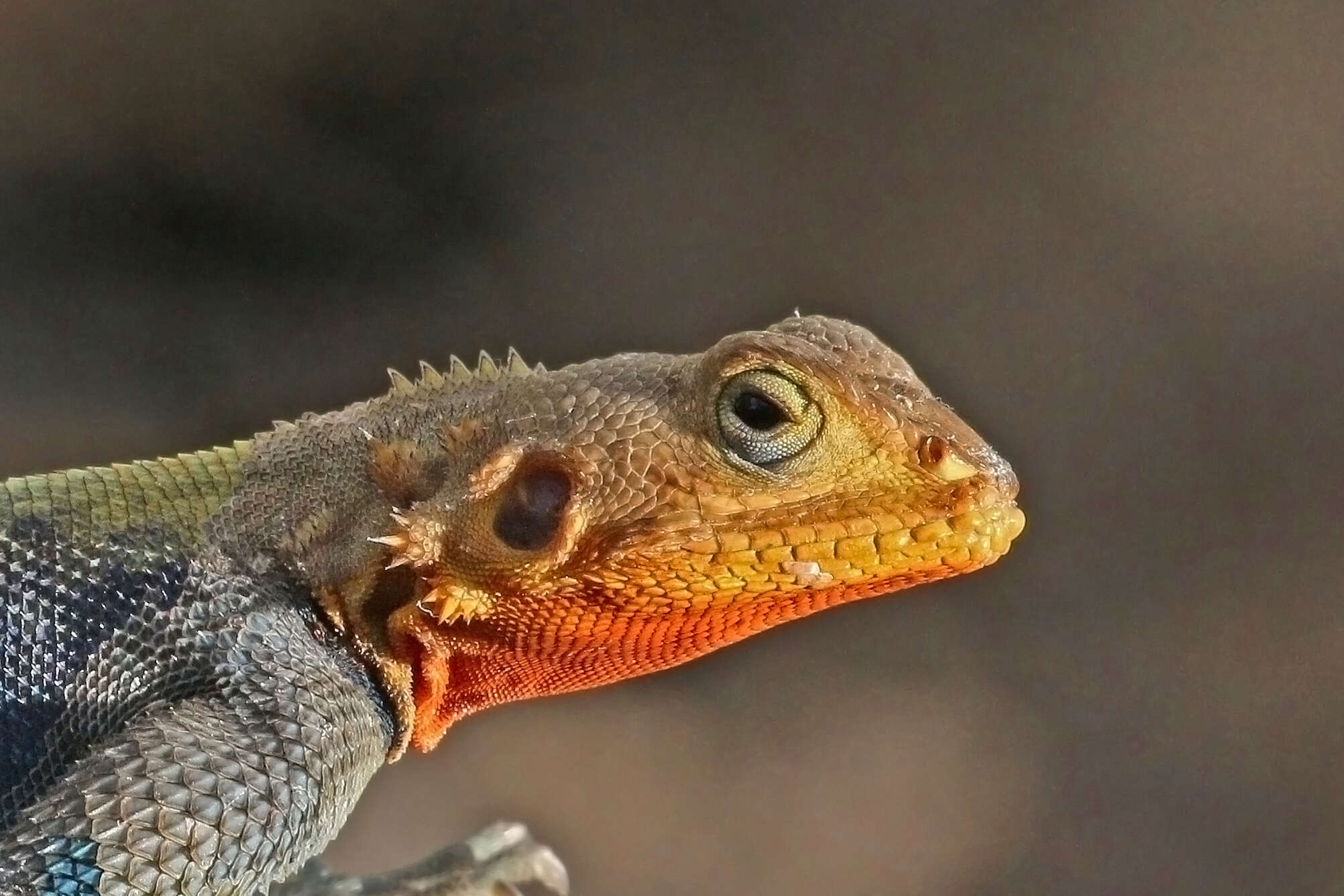 Image of Common agama