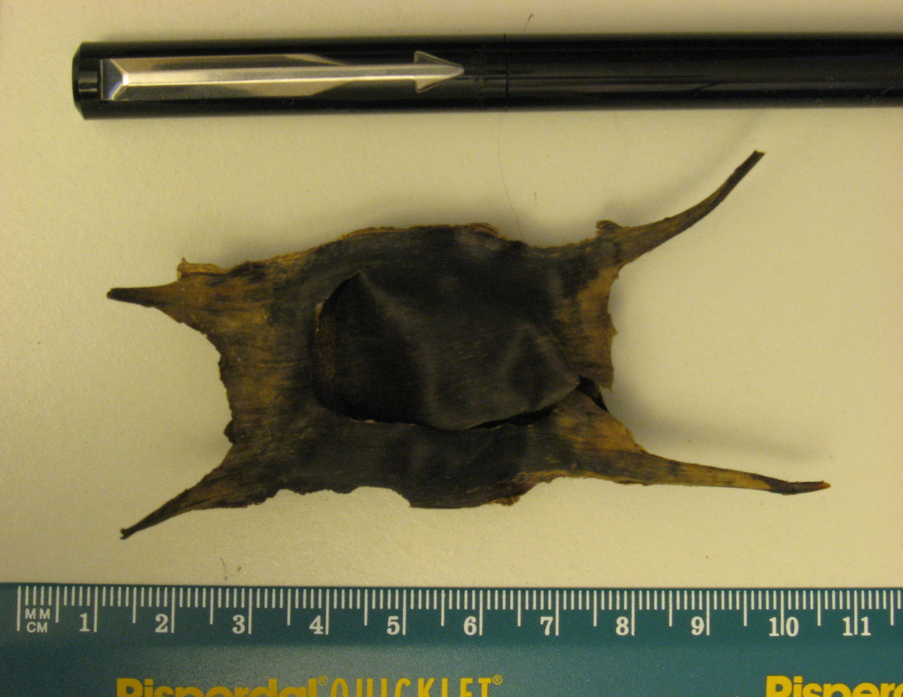 Image of Painted ray or Undulate ray