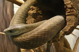 Image of Black Mamba