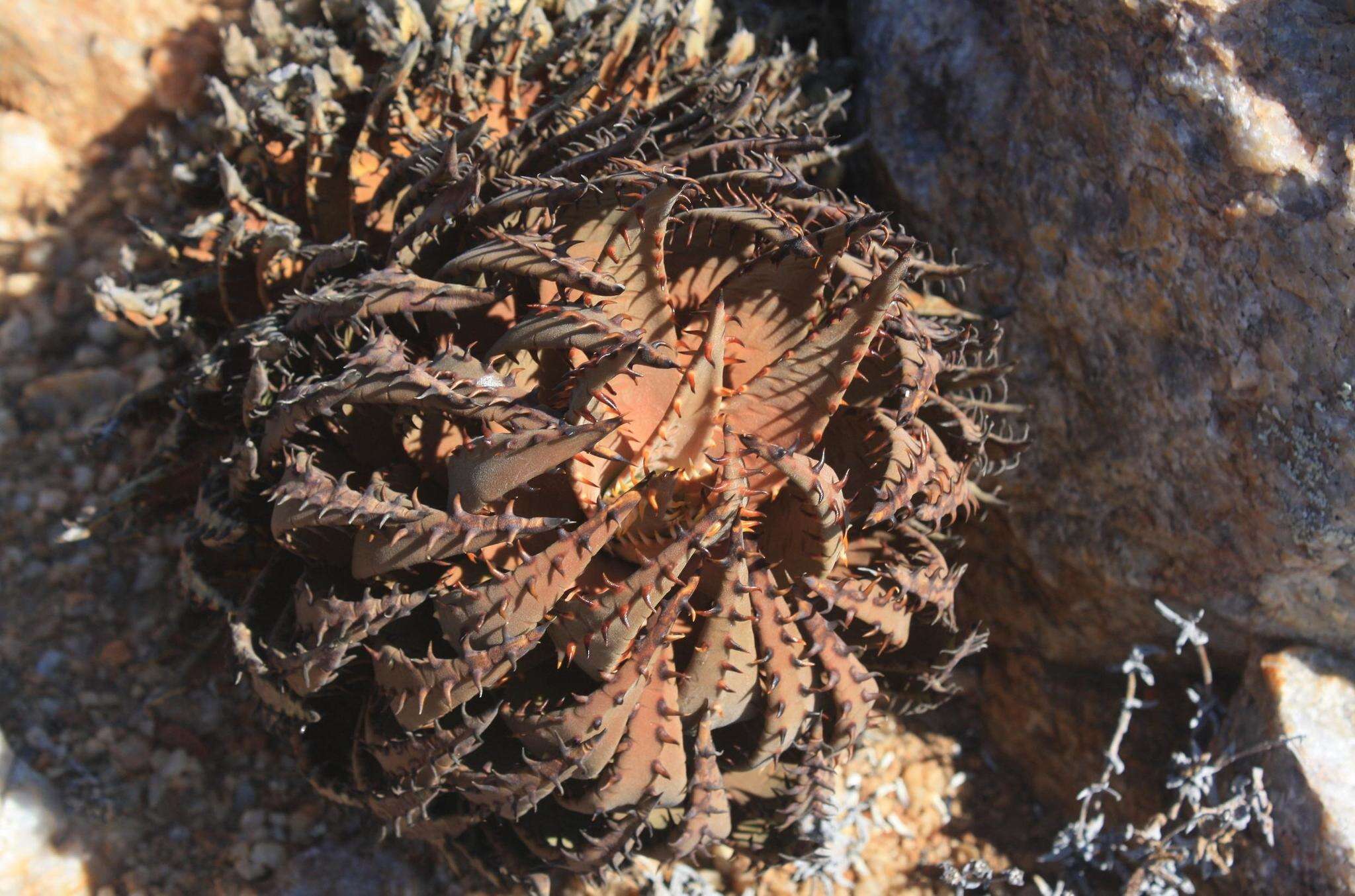 صورة Aloe melanacantha A. Berger