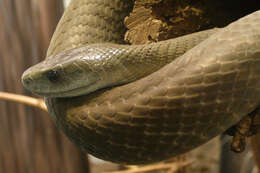 Image of Black Mamba