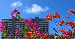 Слика од Bougainvillea