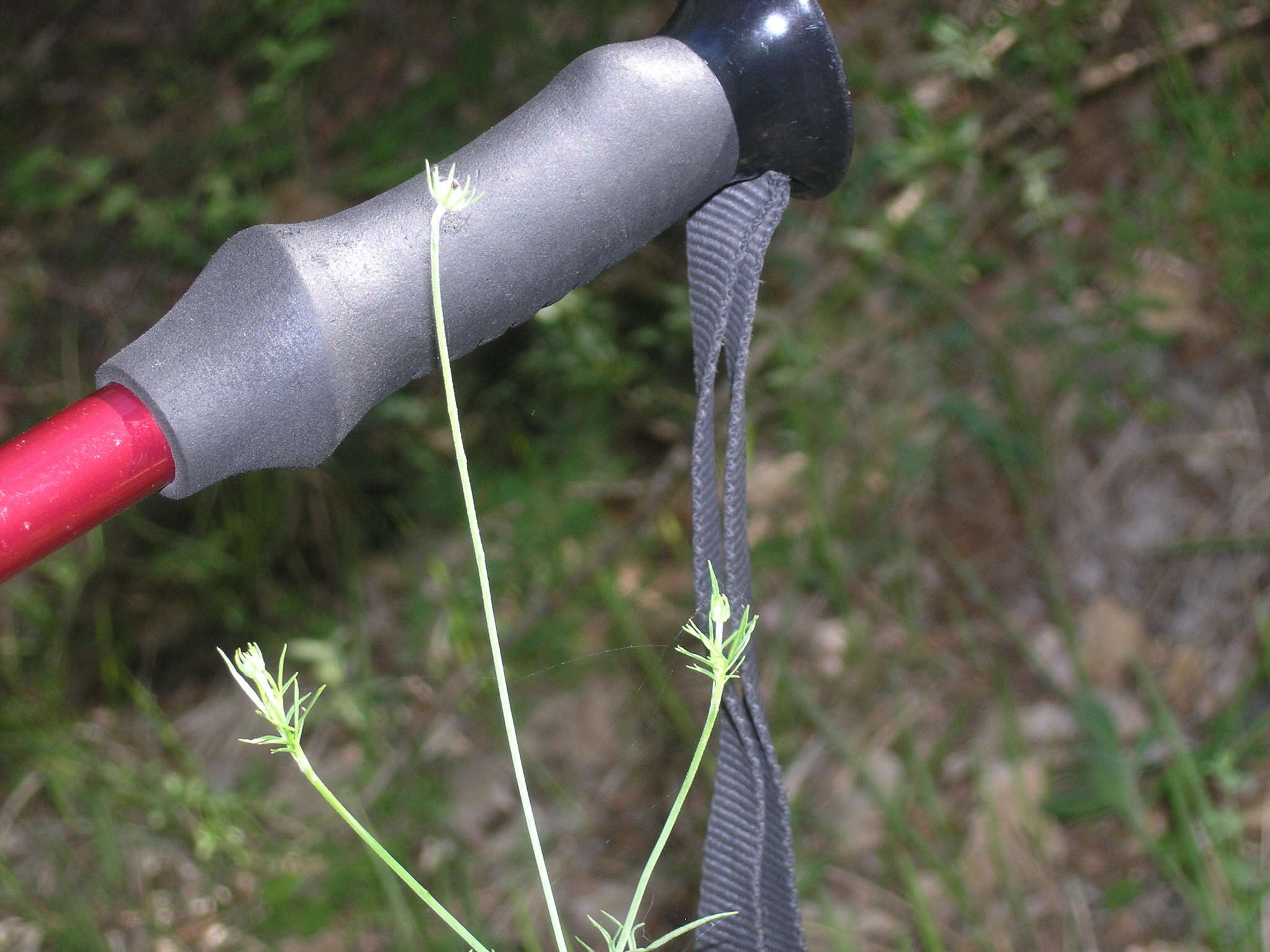 Image of Scabiosa praemontana Privalova